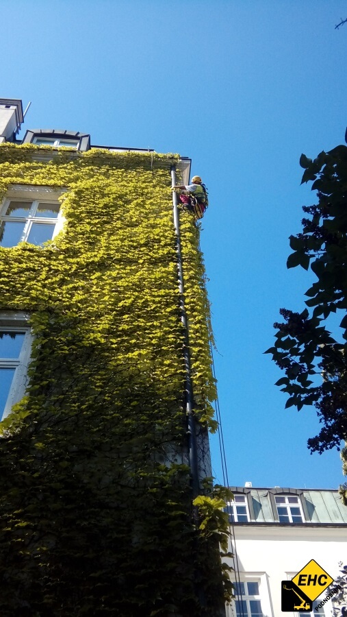 jak usunąć bluszcz z elewacji
