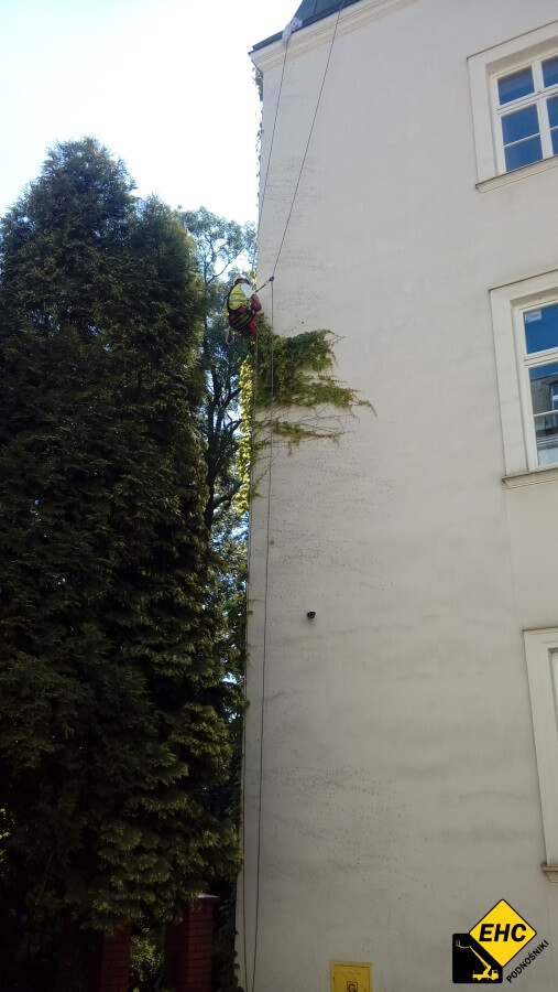 jak usunąć bluszcz z elewacji