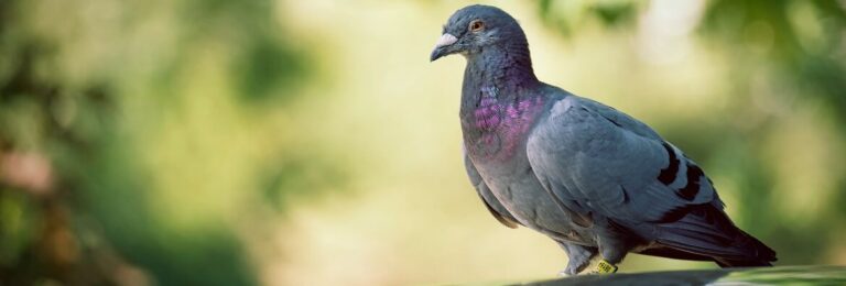 siatki na gołębie Kraków